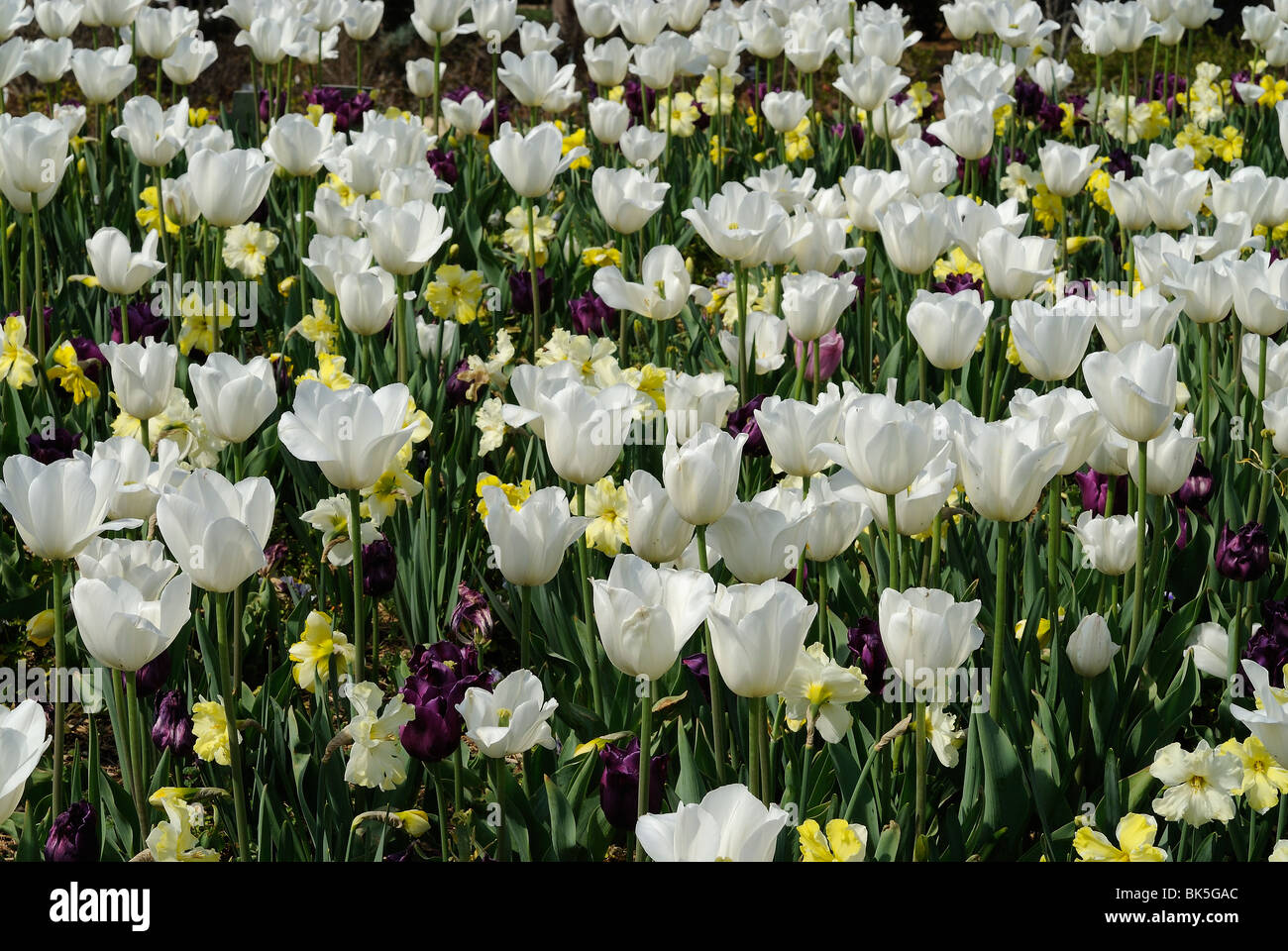 Lit de fleur de tulipes blanches fleurir dans l'Arboretum de Dallas Park, Texas Banque D'Images