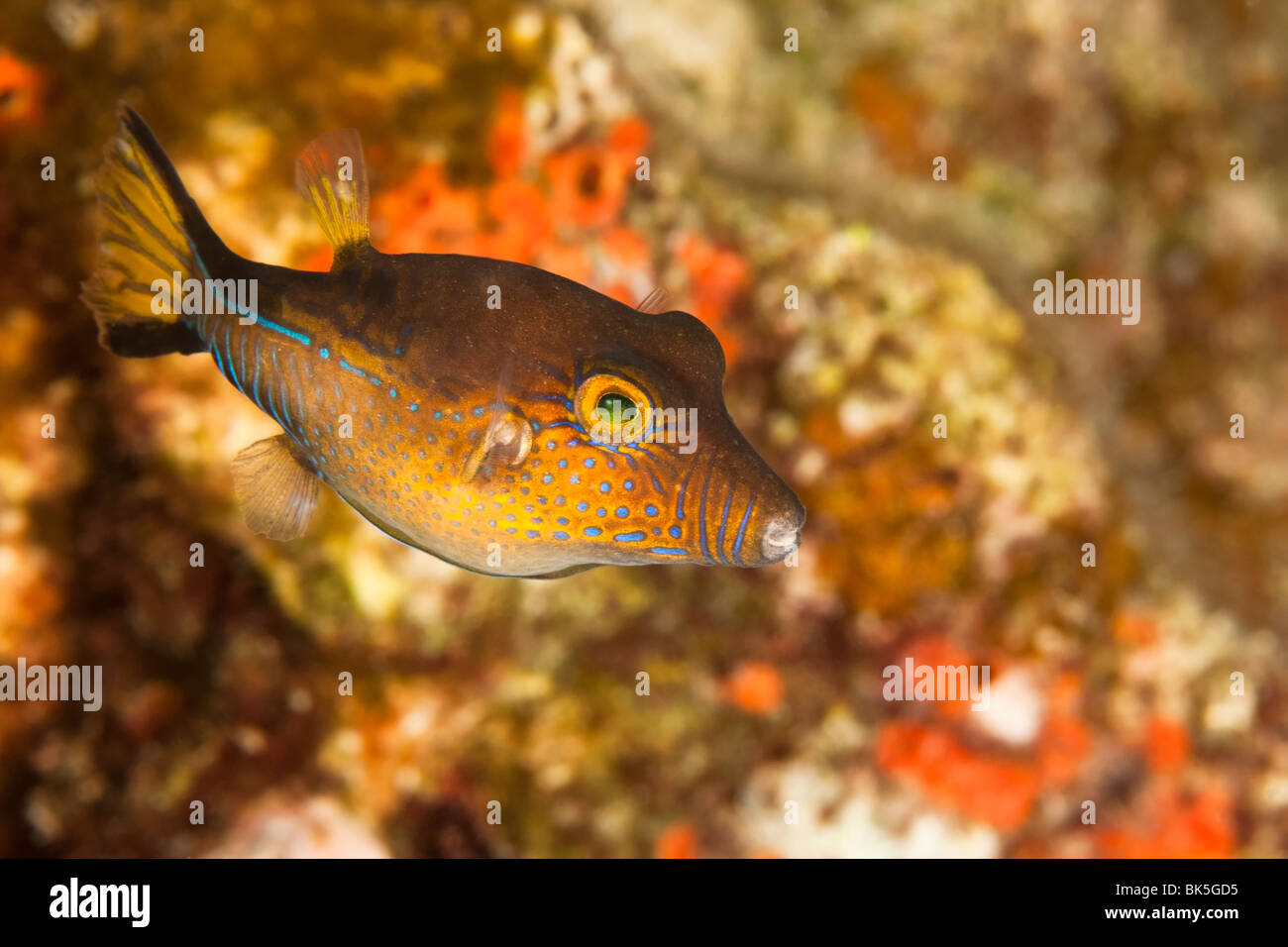 Aiguillat Puffer (Canthigaster rostrata), Bonaire, Antilles néerlandaises Banque D'Images