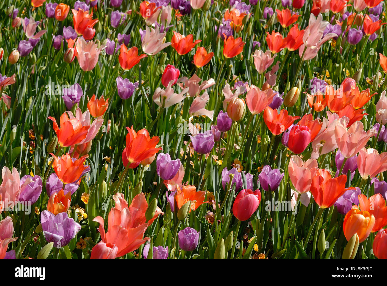 Lit de fleur de tulipes fleurissent dans l'Arboretum de Dallas Park, Texas Banque D'Images