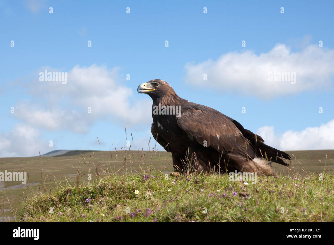 L'aigle royal (Aquila chrysaetos), Royaume-Uni, Europe Banque D'Images