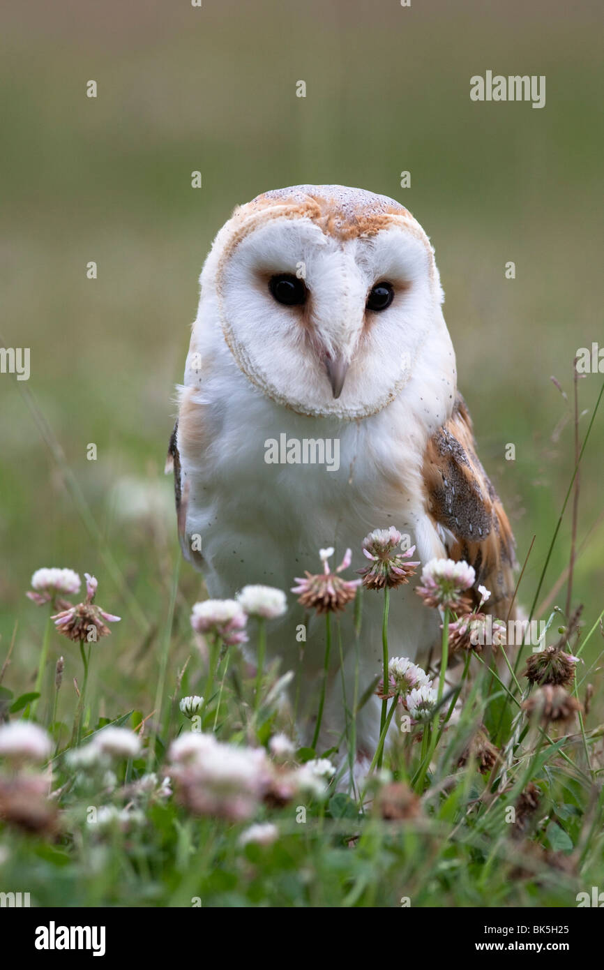 Effraie des clochers (Tyto alba), en été pré, captive, Royaume-Uni, Europe Banque D'Images