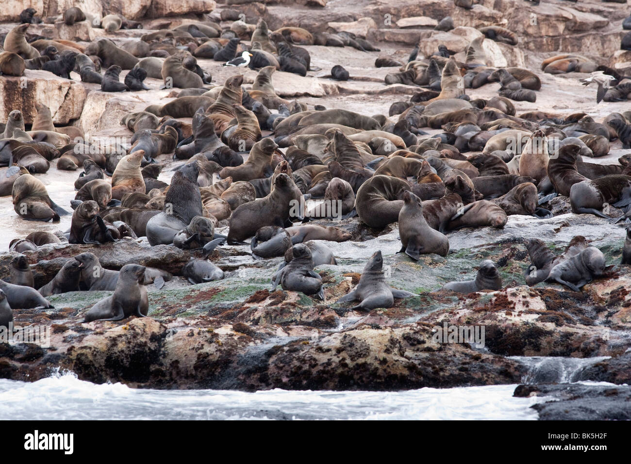 L'Afrique du Sud (CAPE) (Arctocephalus pusillus pusillus), Seal Island, False Bay, Western Cape, Afrique du Sud, l'Afrique Banque D'Images