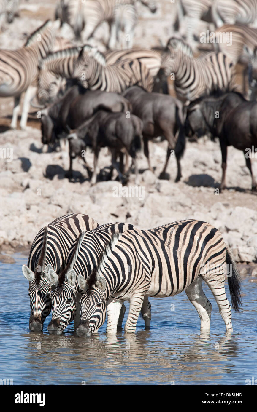 Burchell (plaines) zèbre (Equus burchelli), au point d'Etosha National Park, Namibie, Afrique Banque D'Images