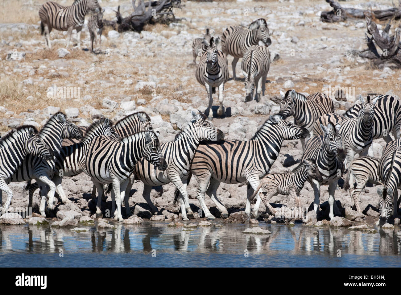 Burchell (plaines) zèbre (Equus burchelli), au point d'Etosha National Park, Namibie, Afrique Banque D'Images
