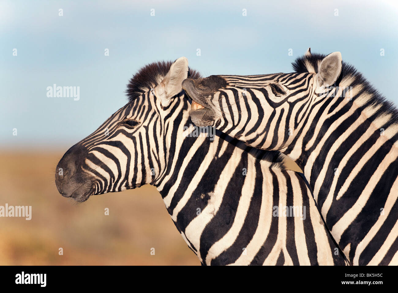 Zèbres de Burchell (Equus burchelli) avec poulain, Etosha National Park, Namibie, Afrique Banque D'Images