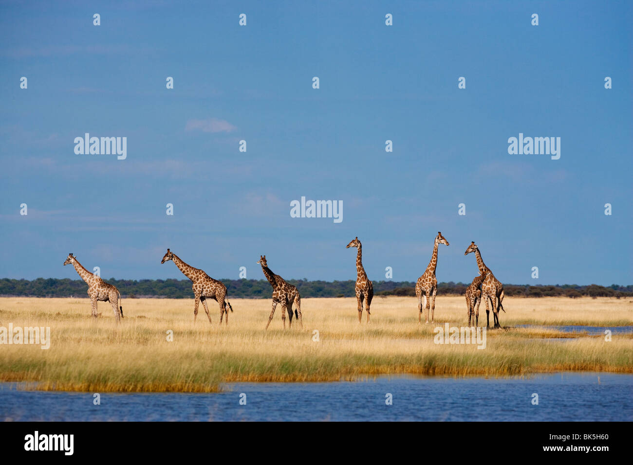 Les Girafes (Giraffa camelopardalis), Etosha National Park, Namibie, Afrique Banque D'Images