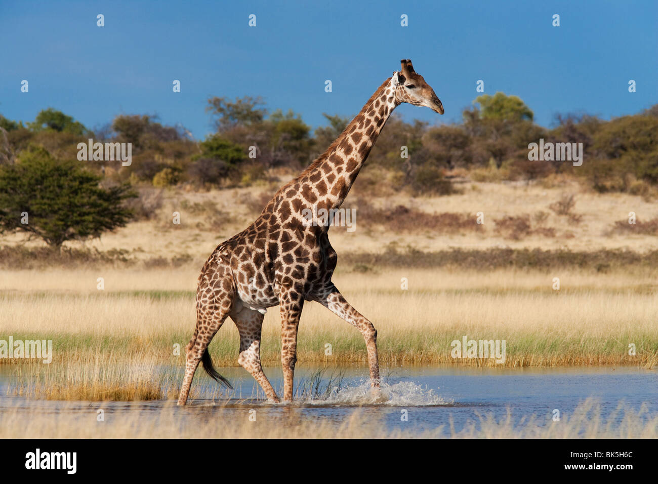 Girafe (Giraffa camelopardalis), pataugeant dans l'eau saisonniers sur pan, Etosha National Park, Namibie, Afrique Banque D'Images