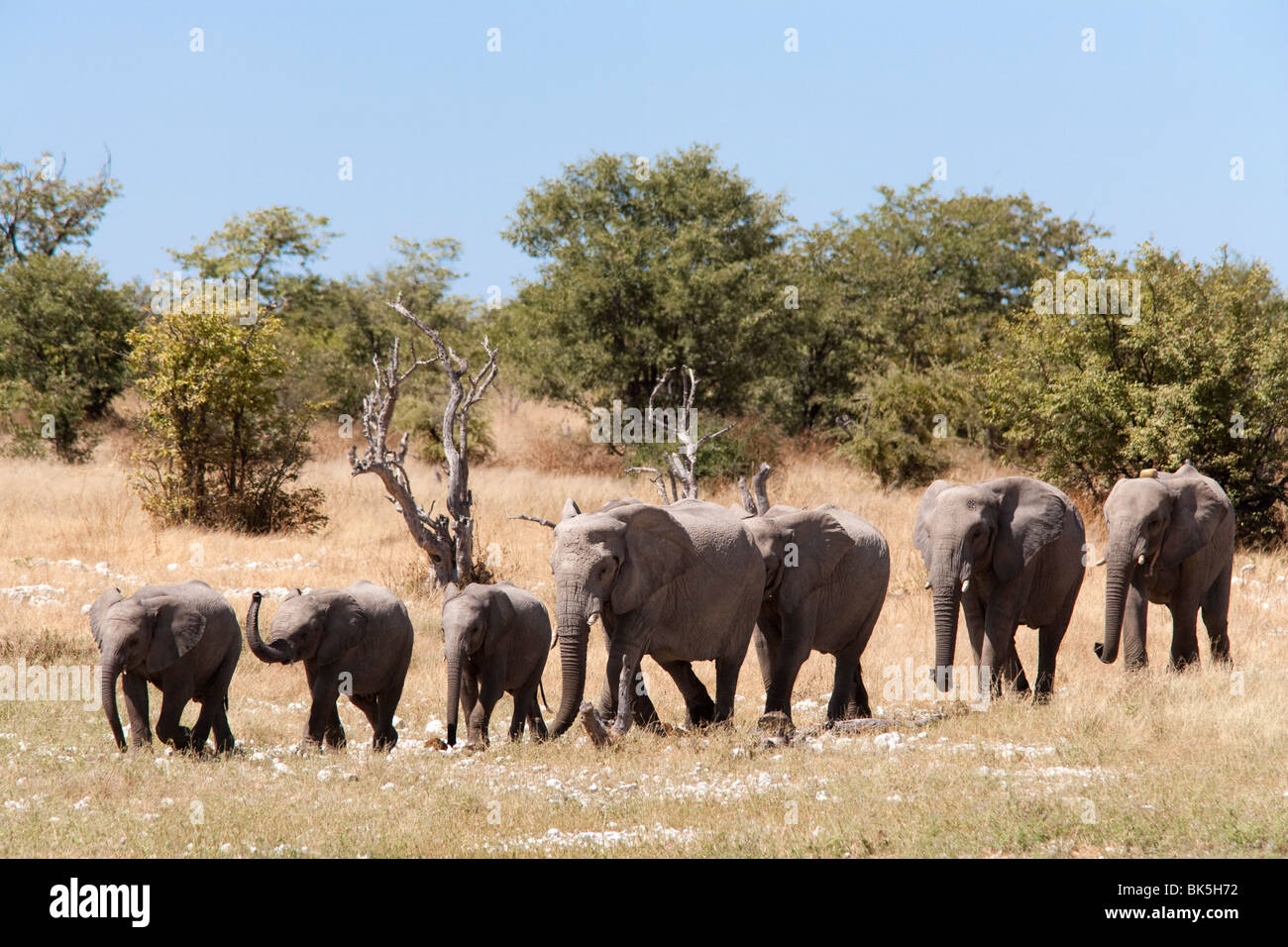 Les éléphants d'Afrique (Loxodonta africana), Etosha National Park, Namibie, Afrique Banque D'Images