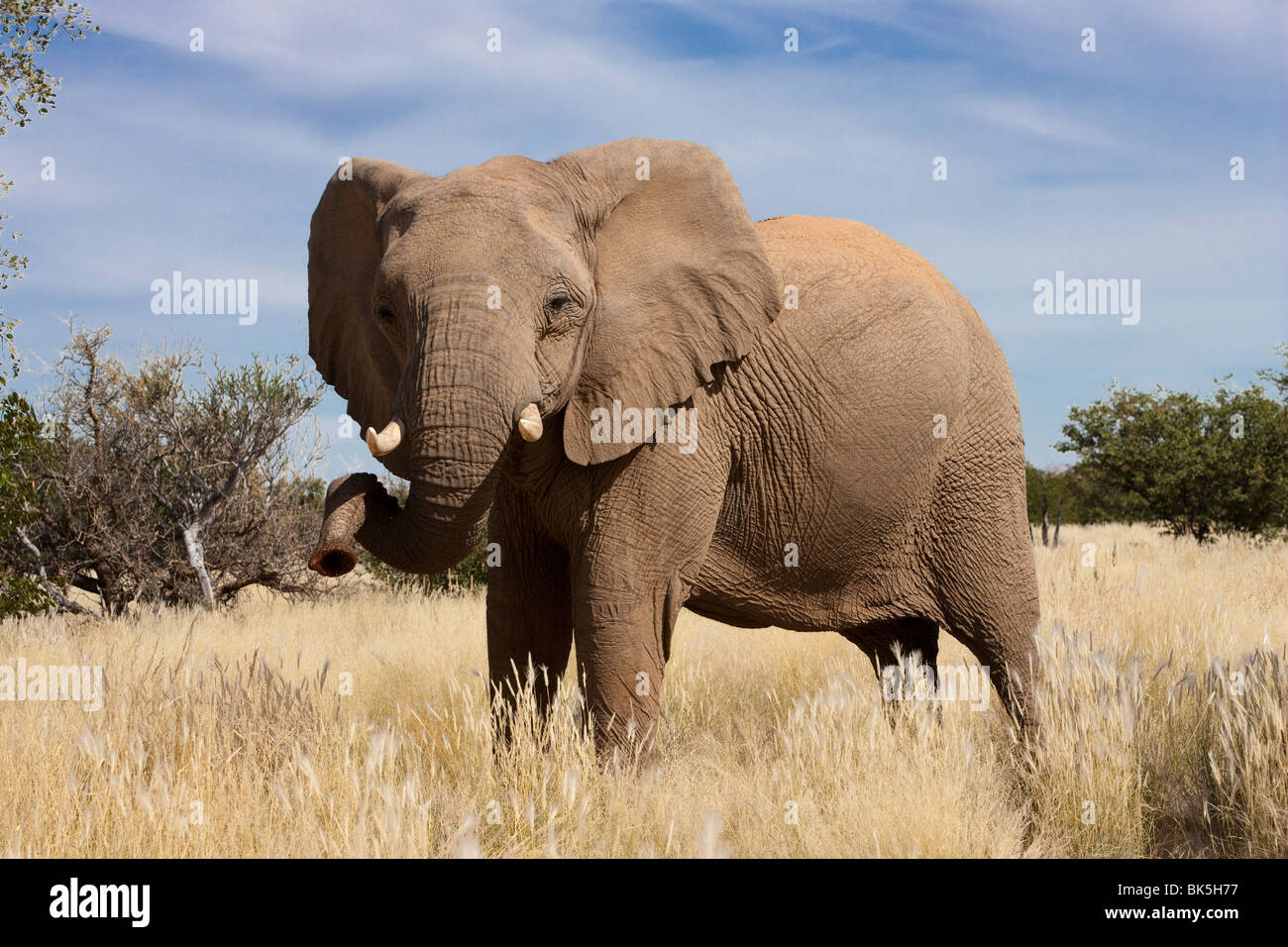 Desert elephant (Loxodonta africana), région de Kunene, Namibie, Afrique Banque D'Images