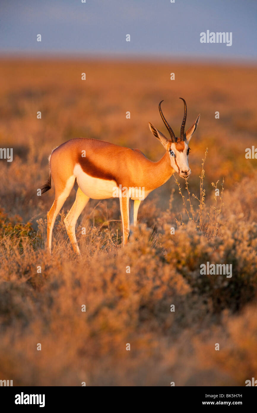 Le Springbok (Antidorcas marsupialis), l'alimentation des femmes, Etosha National Park, Namibie, Afrique Banque D'Images