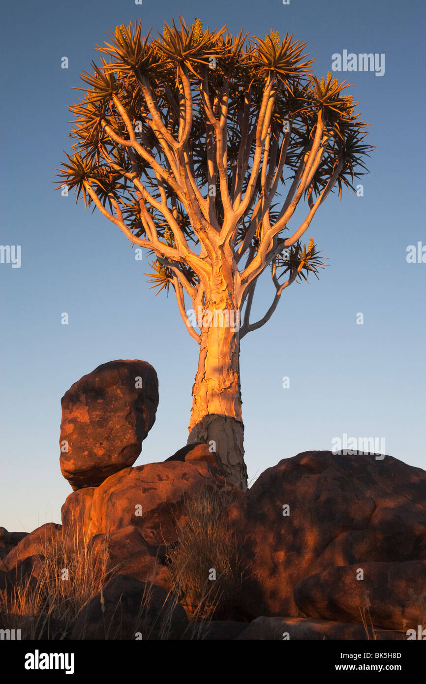 Quiver Tree (Aloe dichotoma), forêt Quiver Tree, Keetmanshoop, Namibie, Afrique Banque D'Images