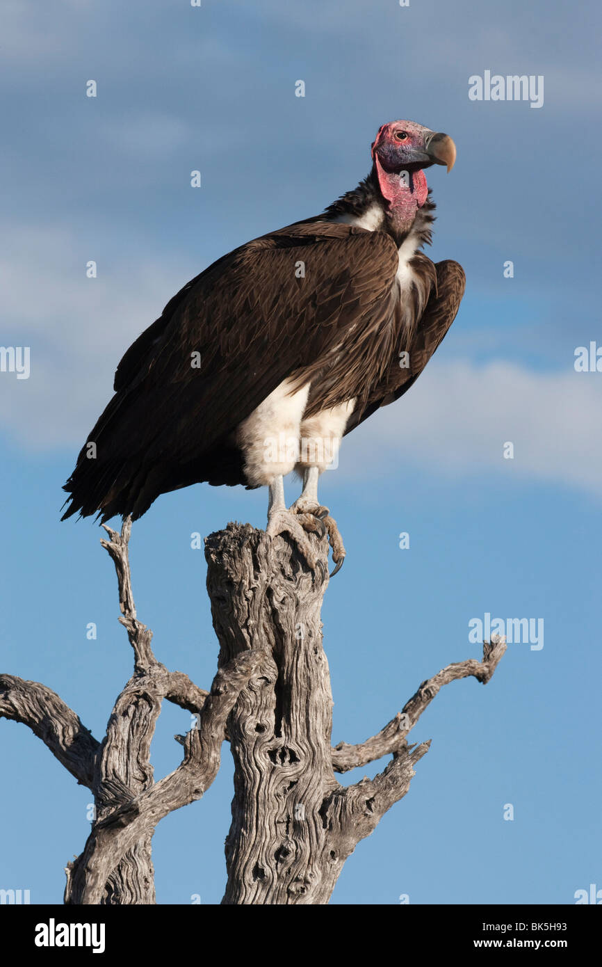 Lappetfaced vulture (Torgos micaceus), Etosha National Park, Namibie, Afrique Banque D'Images