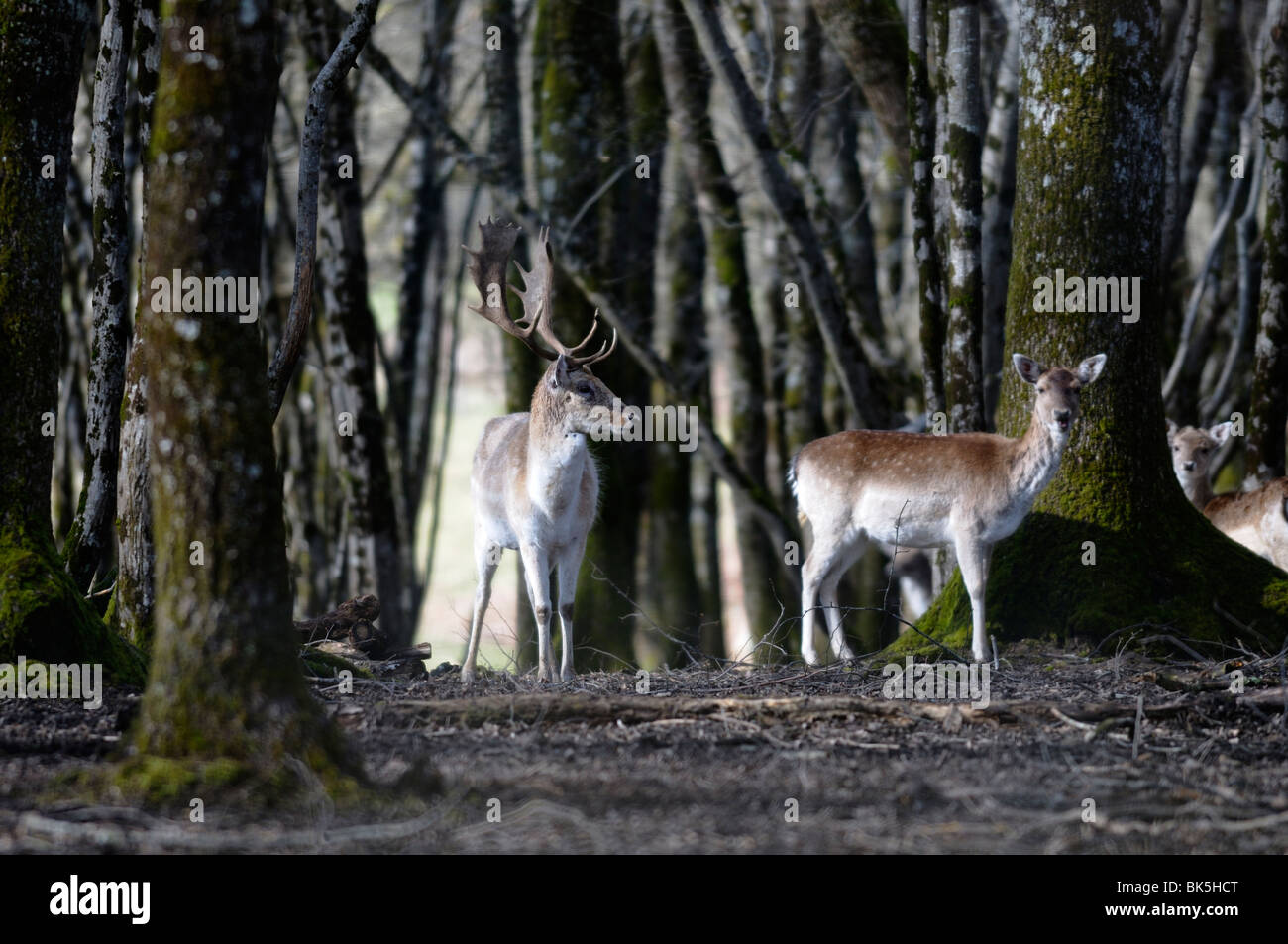 Stock photo de cerfs sur un chevreuil ferme. Banque D'Images
