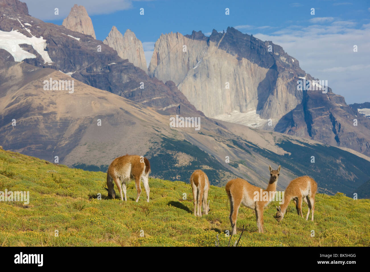 Guanaco (Lama guanicoe), Parc National Torres del Paine, Patagonie, Chili Banque D'Images