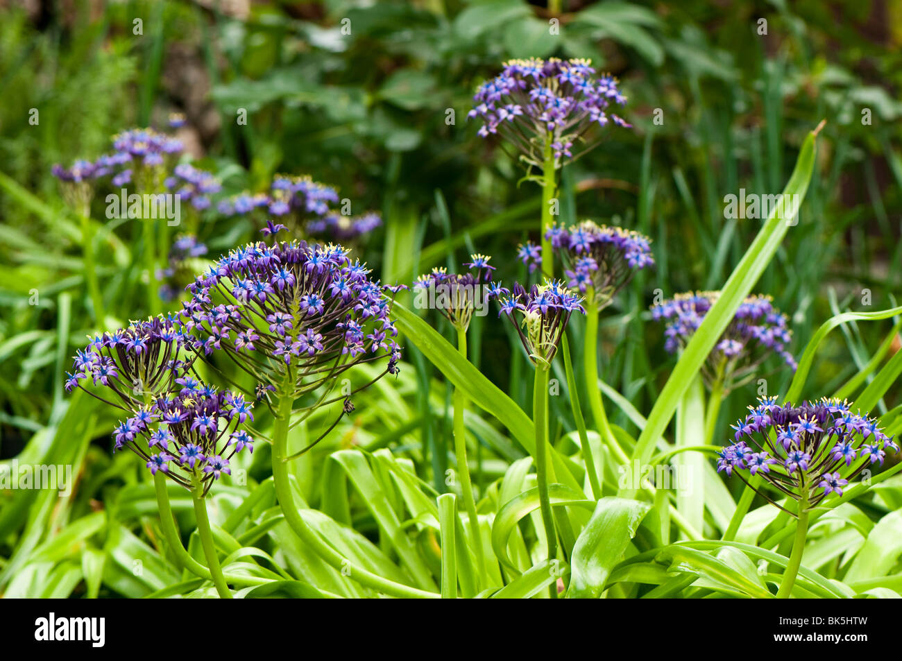 Lys, Scilla peruviana cubain, en fleurs dans le biome méditerranéen de l''Eden Project à Cornwall Banque D'Images