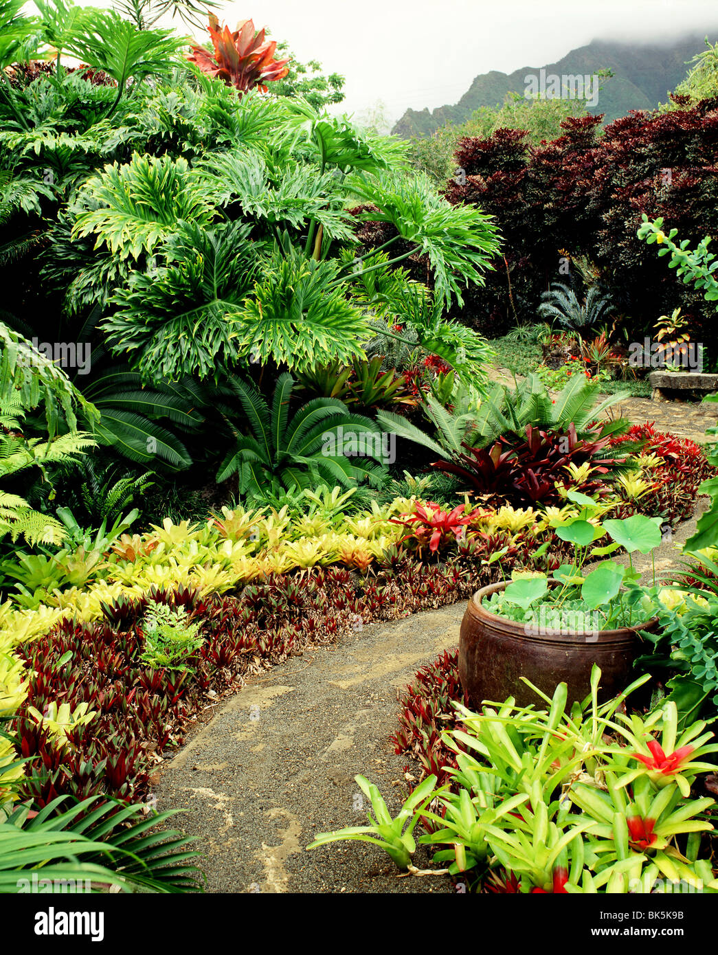 Miyanoi Leland Jardin dans Oahu, Hawaii, United States of America, Pacifique Banque D'Images