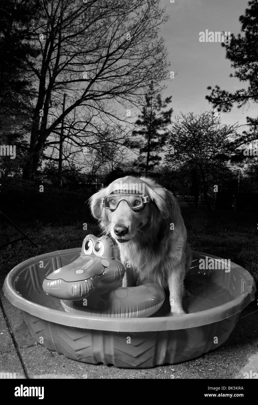 Une photo en noir et blanc d'un golden retriever dans une piscine avec un masque et un jouet flottant au coucher du soleil. (Canis lupus familiaris Banque D'Images