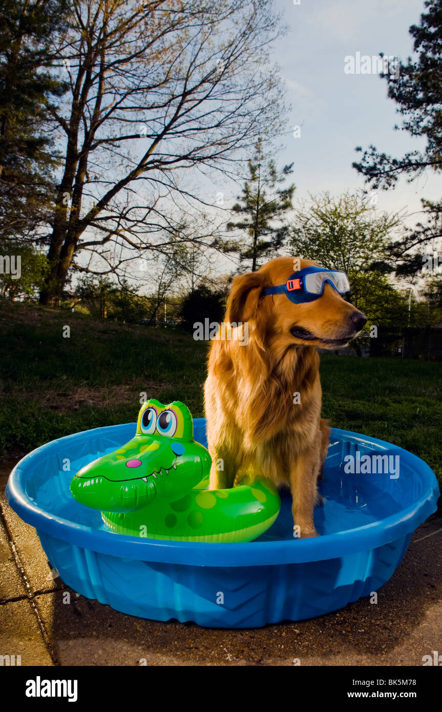 Un golden retriever dans une piscine avec un masque et un jouet flottant au coucher du soleil (Canis lupus familiaris) Banque D'Images