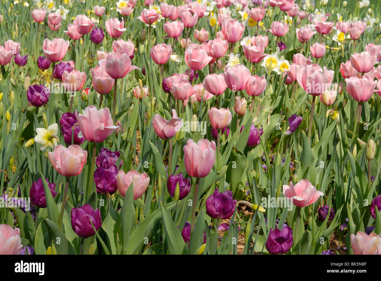 Lit de fleur de tulipe rose qui fleurit dans l'Arboretum de Dallas Park, Texas Banque D'Images