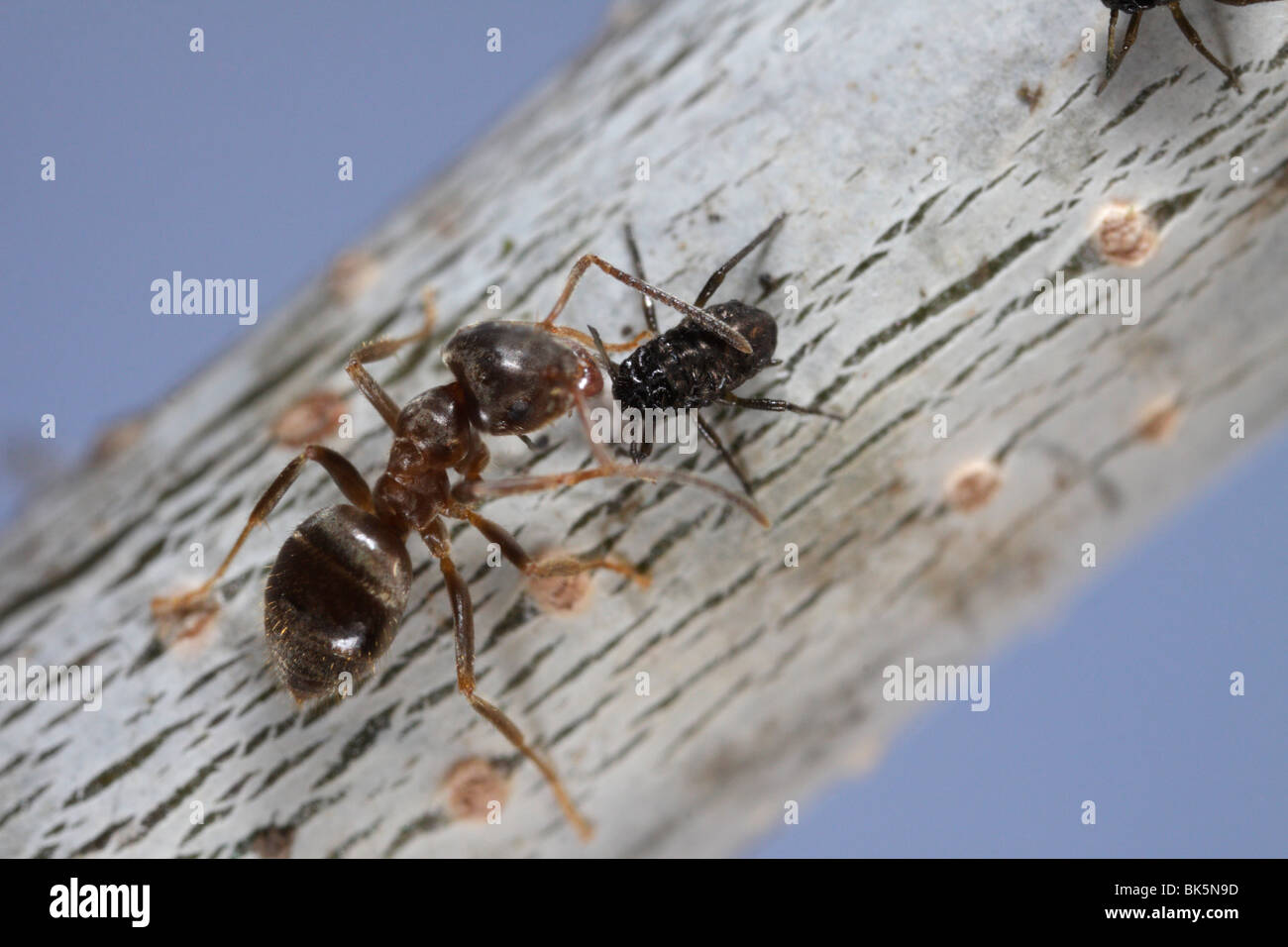 Les fourmis (Lasius niger, jardin noir Ant) tendant à Lachnus roboris (PUCERONS) sur un chêne Banque D'Images