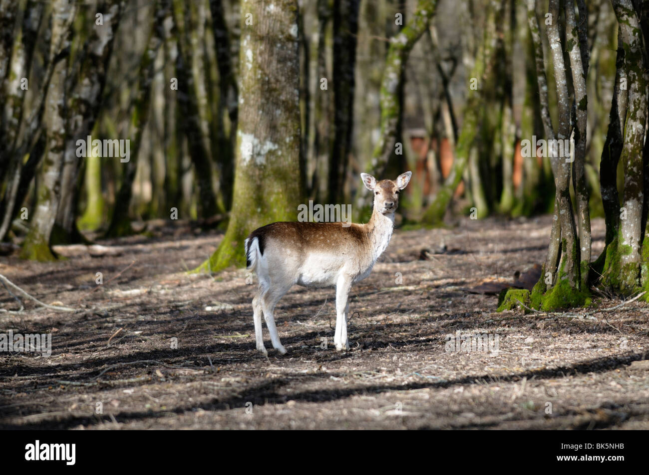 Stock photo de cerfs sur un chevreuil ferme. Banque D'Images