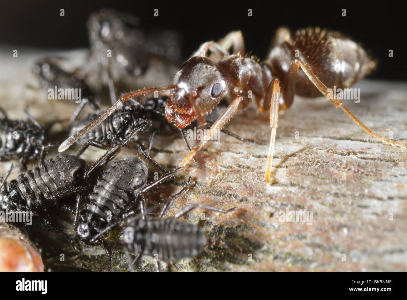 Les fourmis (Lasius niger, jardin noir Ant) tendant à Lachnus roboris (PUCERONS) sur un chêne. L'ant défend les pucerons. Banque D'Images