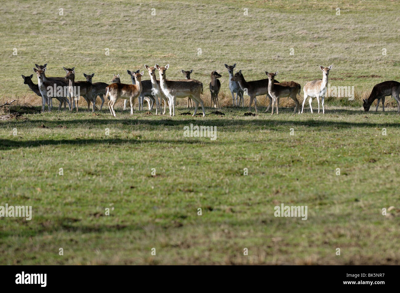 Stock photo de cerfs sur un chevreuil ferme. Banque D'Images