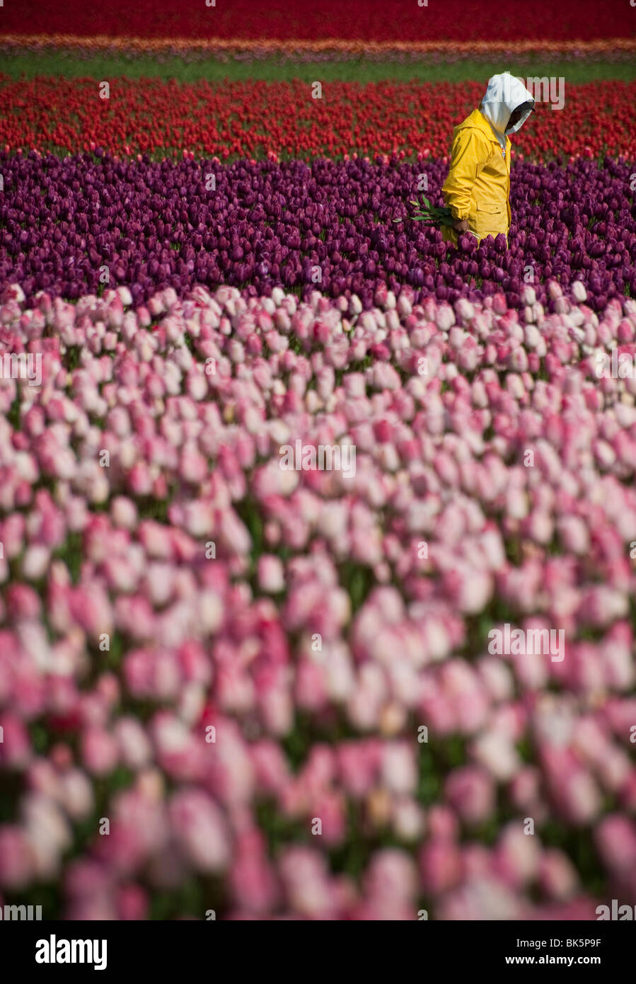 Au RoozenGaarde champs de tulipes, les fleurs sont en pleine floraison printanière avec des lignes colorées de rouge, rose et pourpre. Banque D'Images