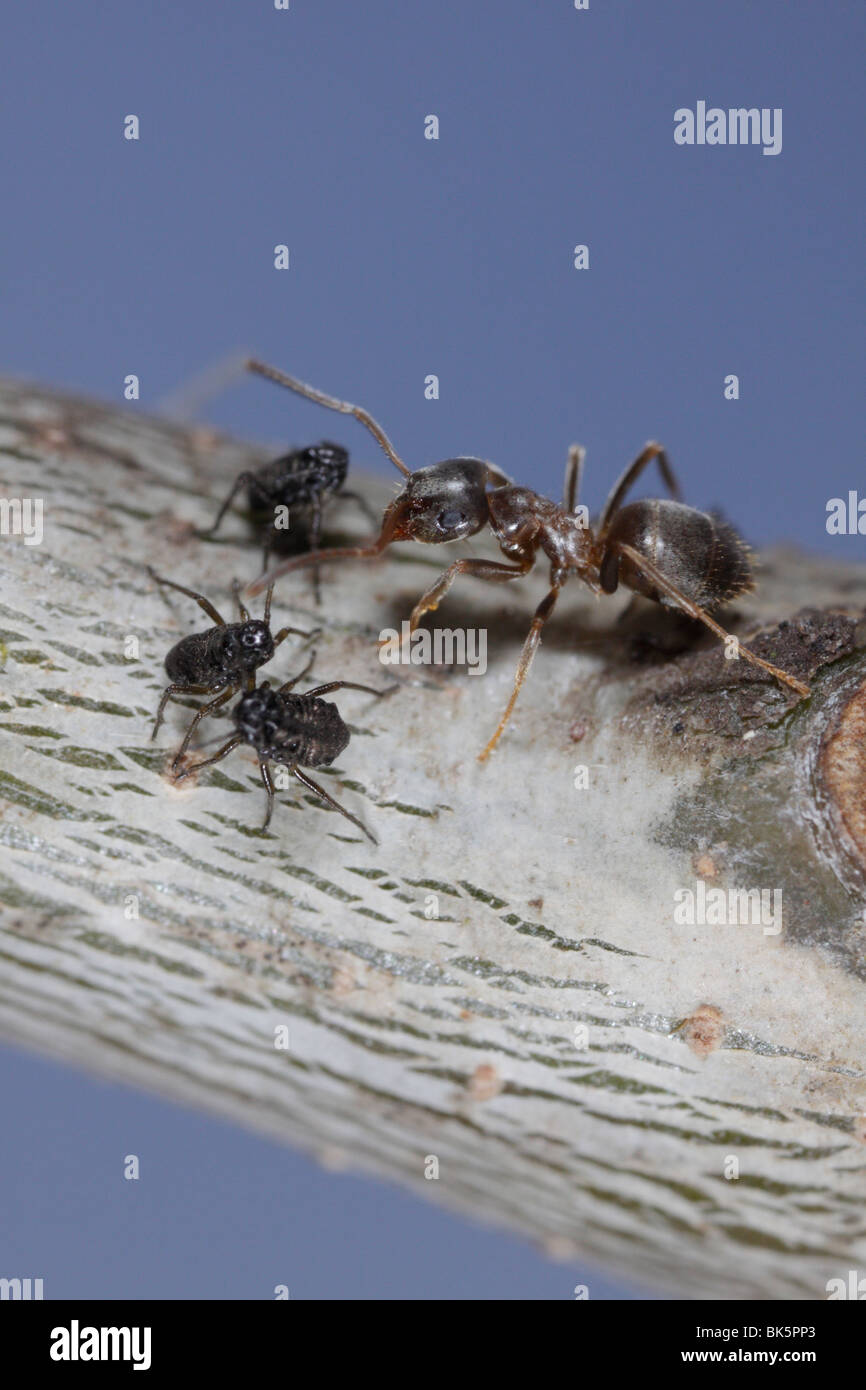 Les fourmis (Lasius niger, jardin noir Ant) tendant à Lachnus roboris (PUCERONS) sur un chêne Banque D'Images