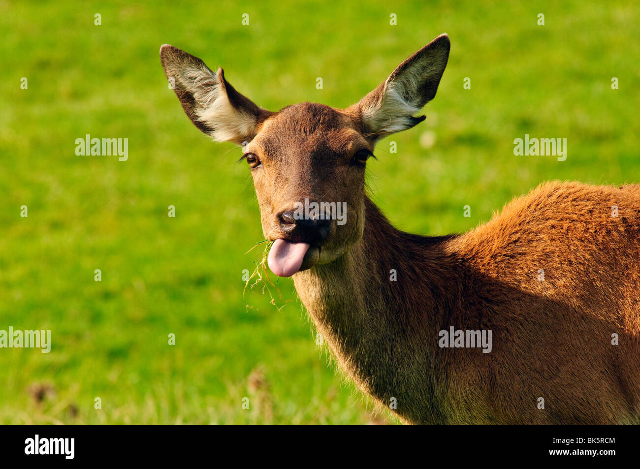 Red Deer hind au sanglier Bowland Park, Lancashire, Angleterre Banque D'Images