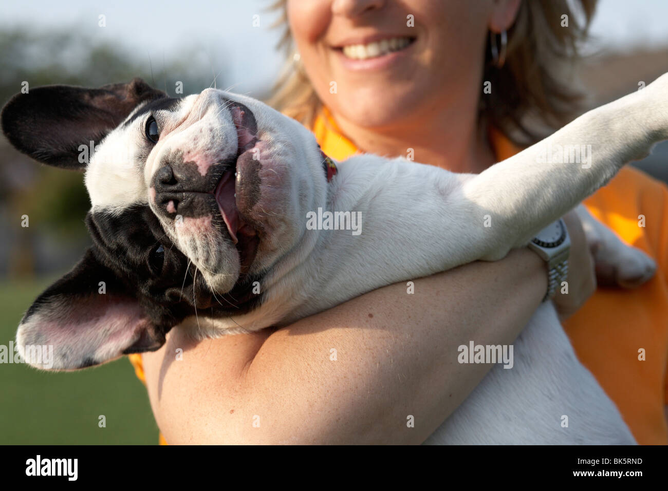 Woman Holding Bouledogue Français Banque D'Images