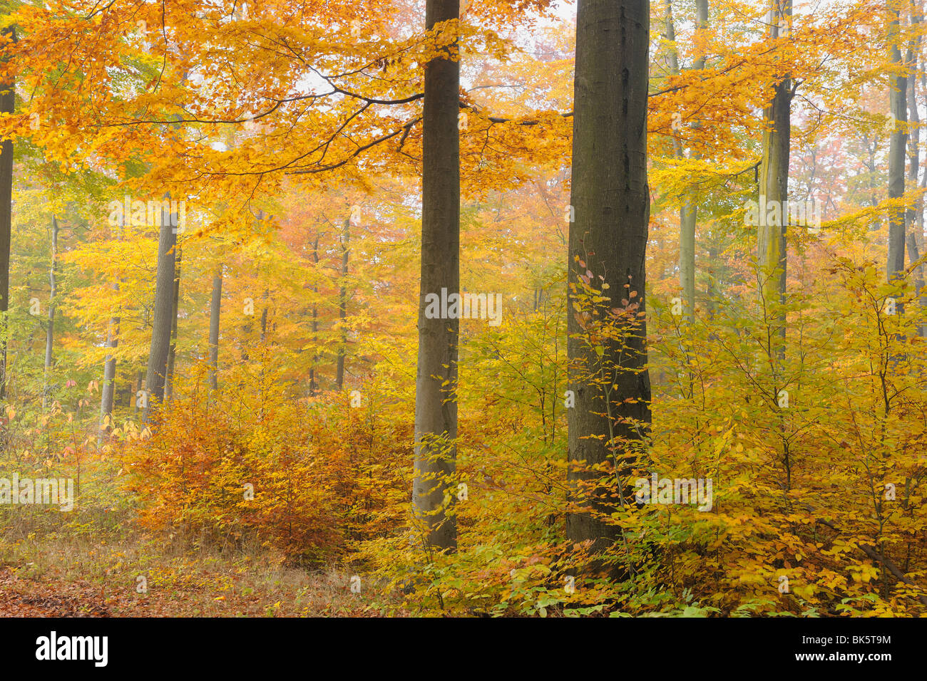 Forêt de hêtres en automne, Spessart, Bavaria, Germany Banque D'Images