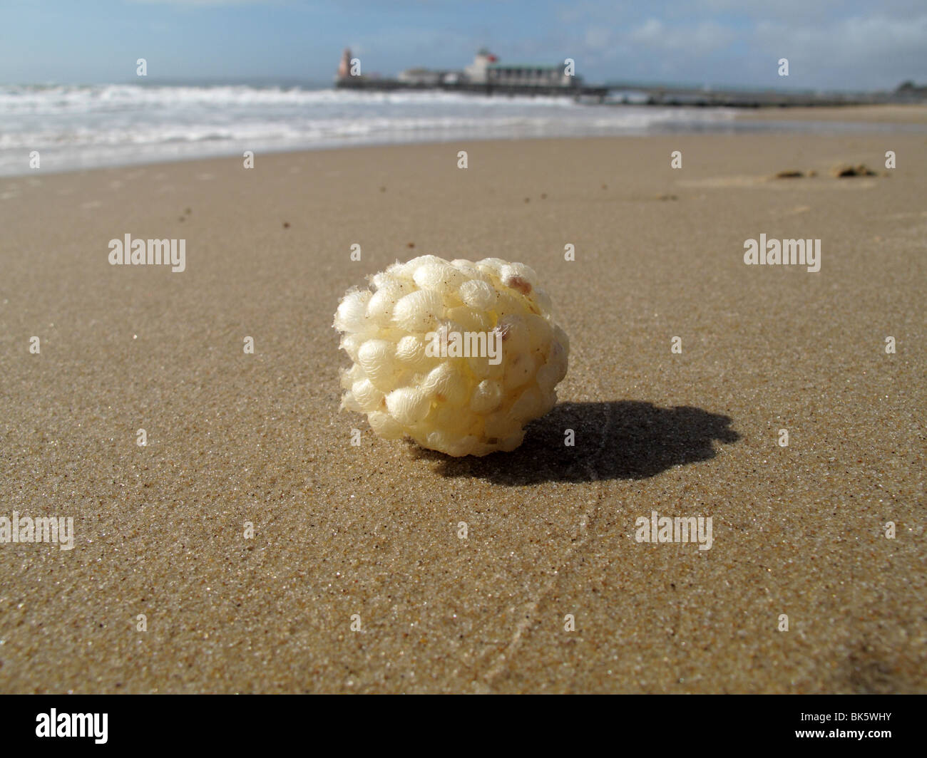 Pourpre egg ball Banque D'Images