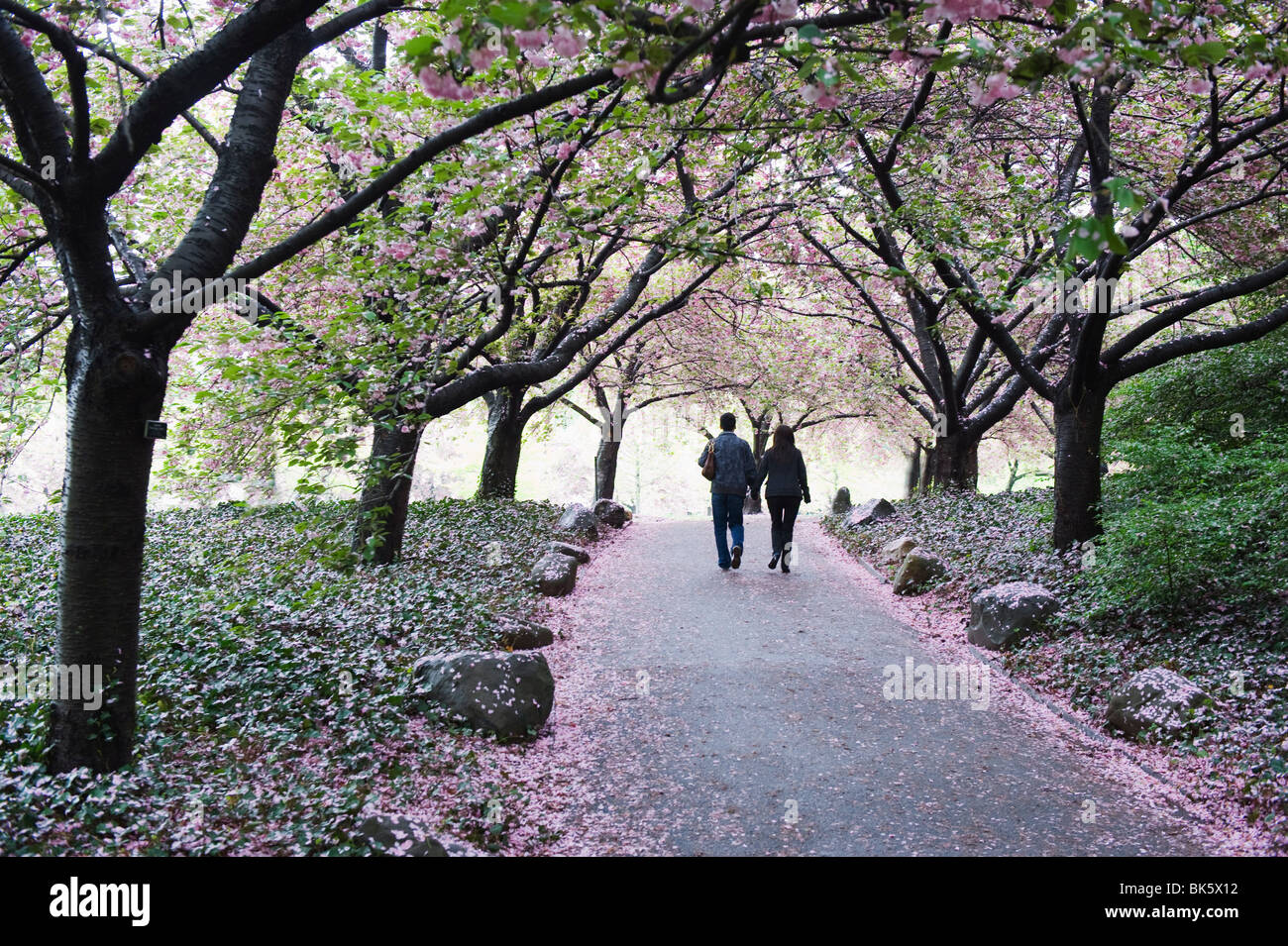 Printemps fleur de cerisier, le Jardin botanique de Brooklyn, Brooklyn, New York City, New York, États-Unis d'Amérique, Amérique du Nord Banque D'Images