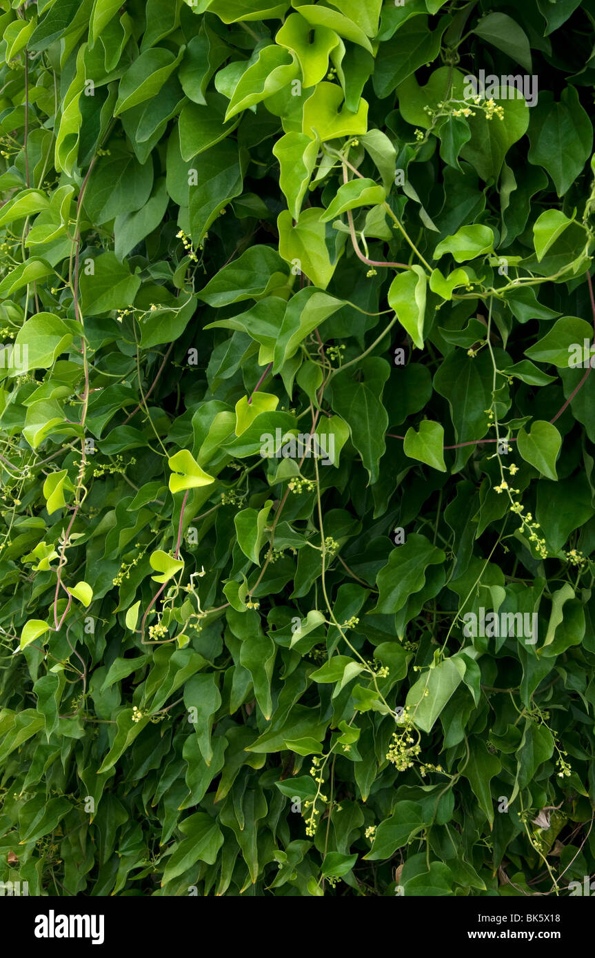 Moonseed coréen (Cocculus), plante à fleurs trilobus. Banque D'Images