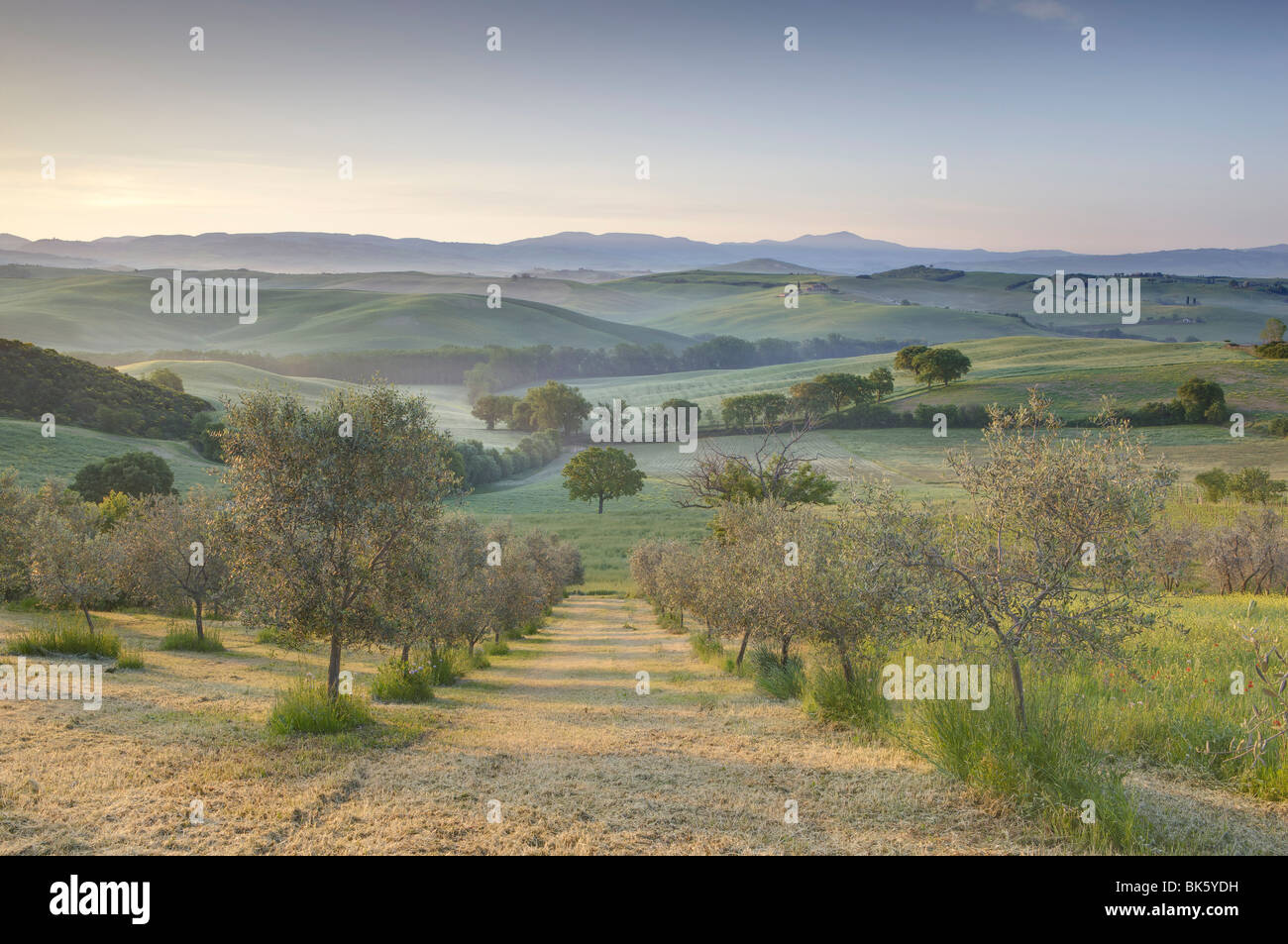 Val d'Orcia de champ d'oliviers, Site du patrimoine mondial de l'UNESCO, San Quirico d'Orcia, près de Pienza, Toscane, Italie Banque D'Images