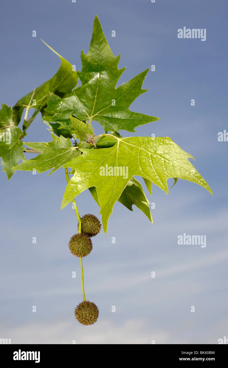 Avion à destination de Londres (Platanus x acerifolia, Platanus x hispanica). Avec des feuilles des rameaux et des fleurs femelles. Banque D'Images