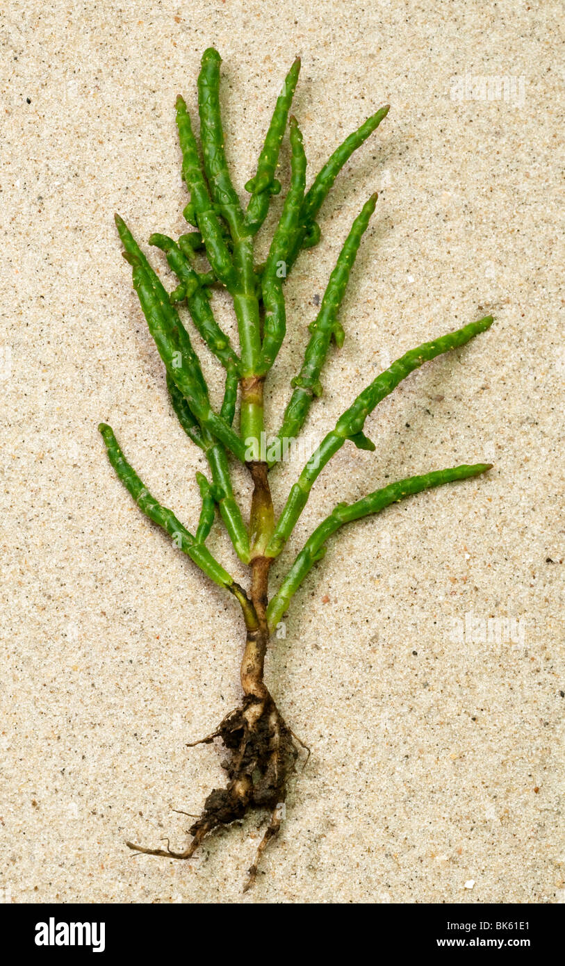 La salicorne, commun Salicorn (Salicornia europaea), plante entière sur le sable. Banque D'Images