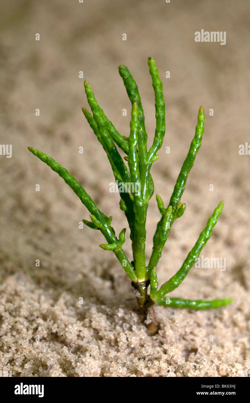 La salicorne, commun Salicorn (Salicornia europaea), plante sur le sable. Banque D'Images
