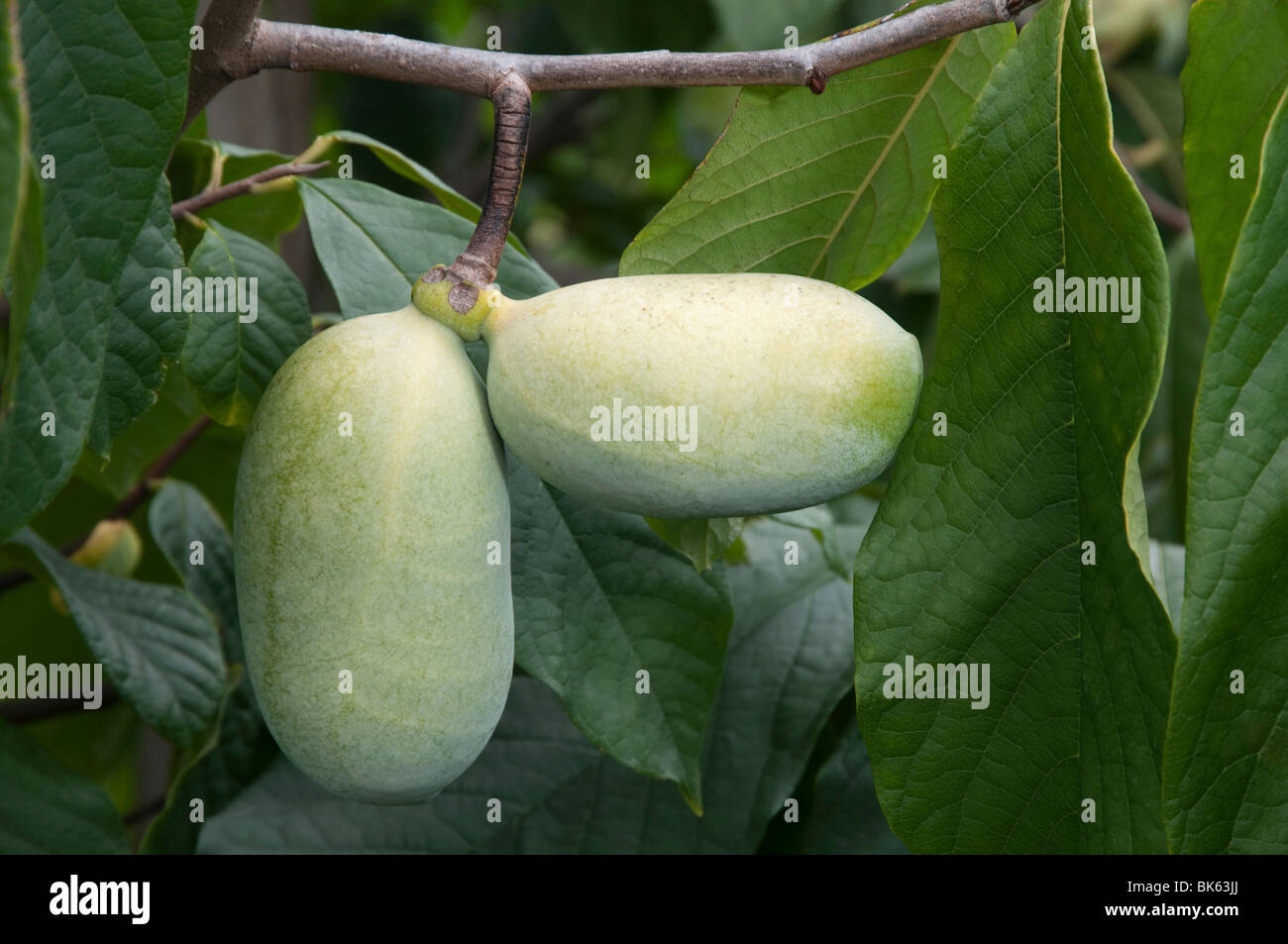 La Papaye commune (Asimina triloba), des fruits sur un arbre. Banque D'Images