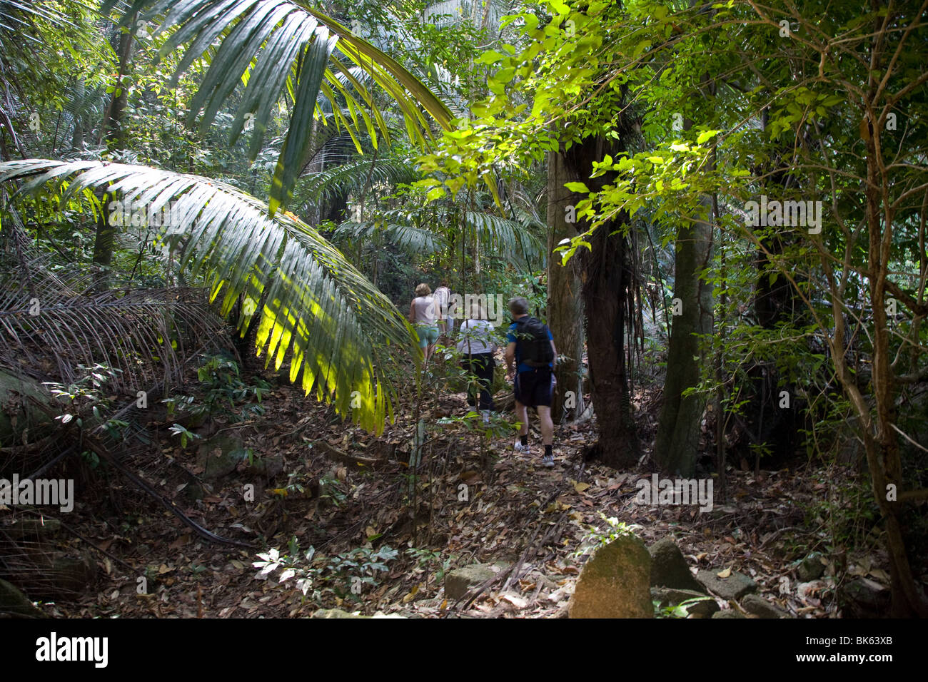 La jungle de la forêt tropicale de la flore et de la faune de l'île de tioman Banque D'Images