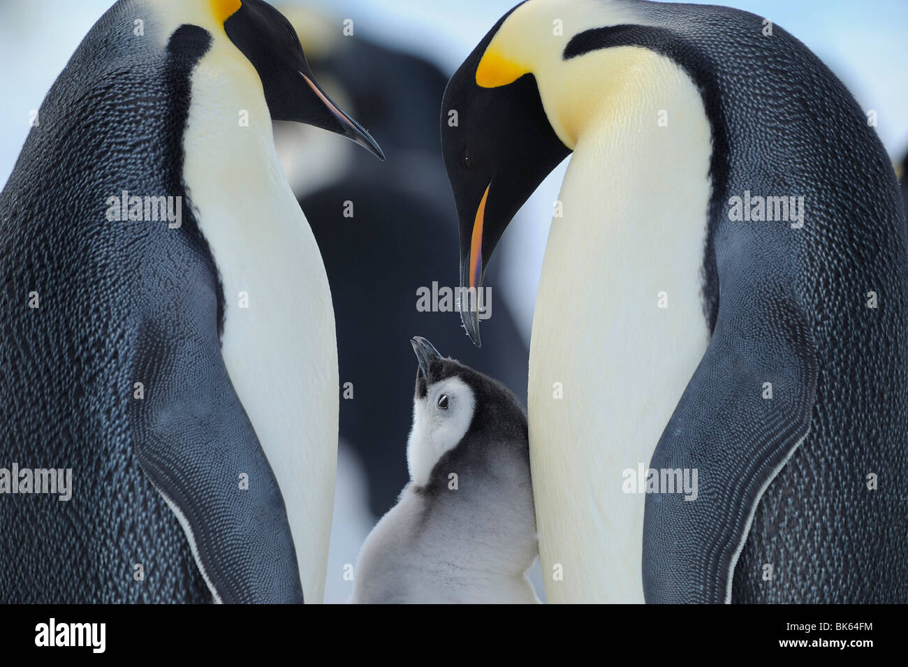 Closeup Pingouin Empereur Bebe Banque D Image Et Photos Alamy