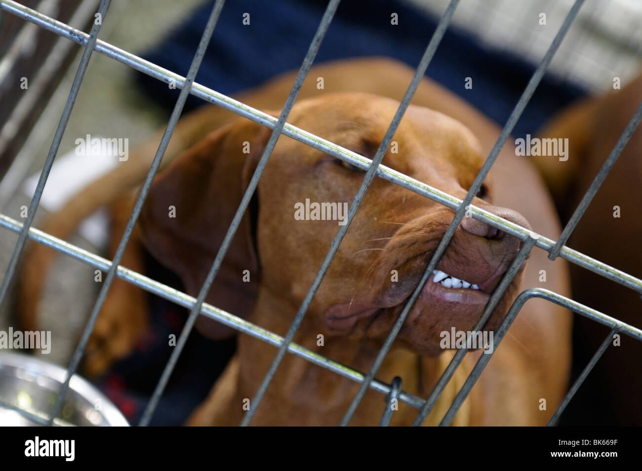 Stock photo d'un Vizsla devint dans une cage de chien attend son tour à l'exposition. Banque D'Images