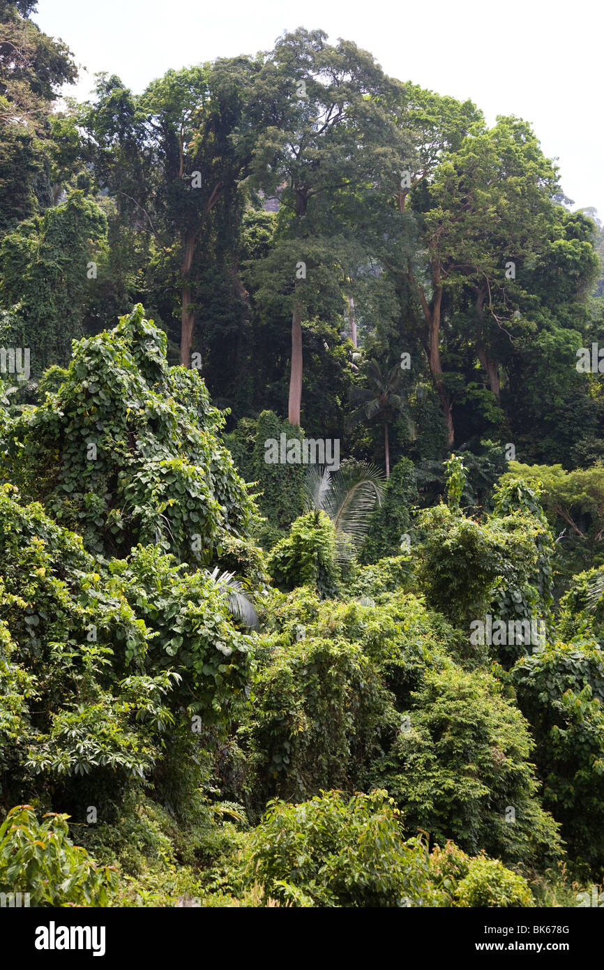 La jungle de la forêt tropicale de la flore et de la faune de l'île de tioman Banque D'Images