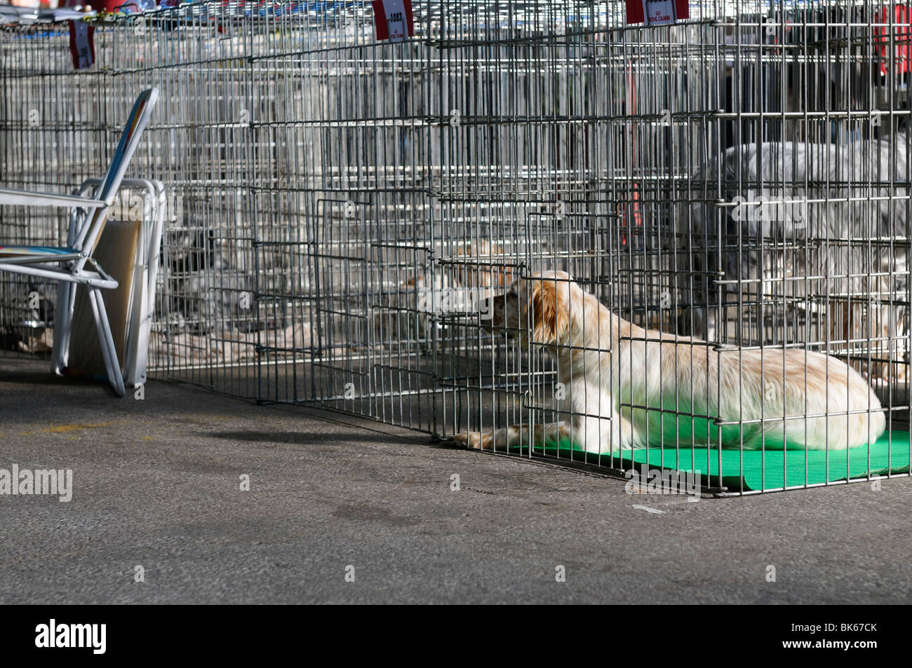 Stock photo d'un chien dans une cage de chien à une exposition canine. Banque D'Images