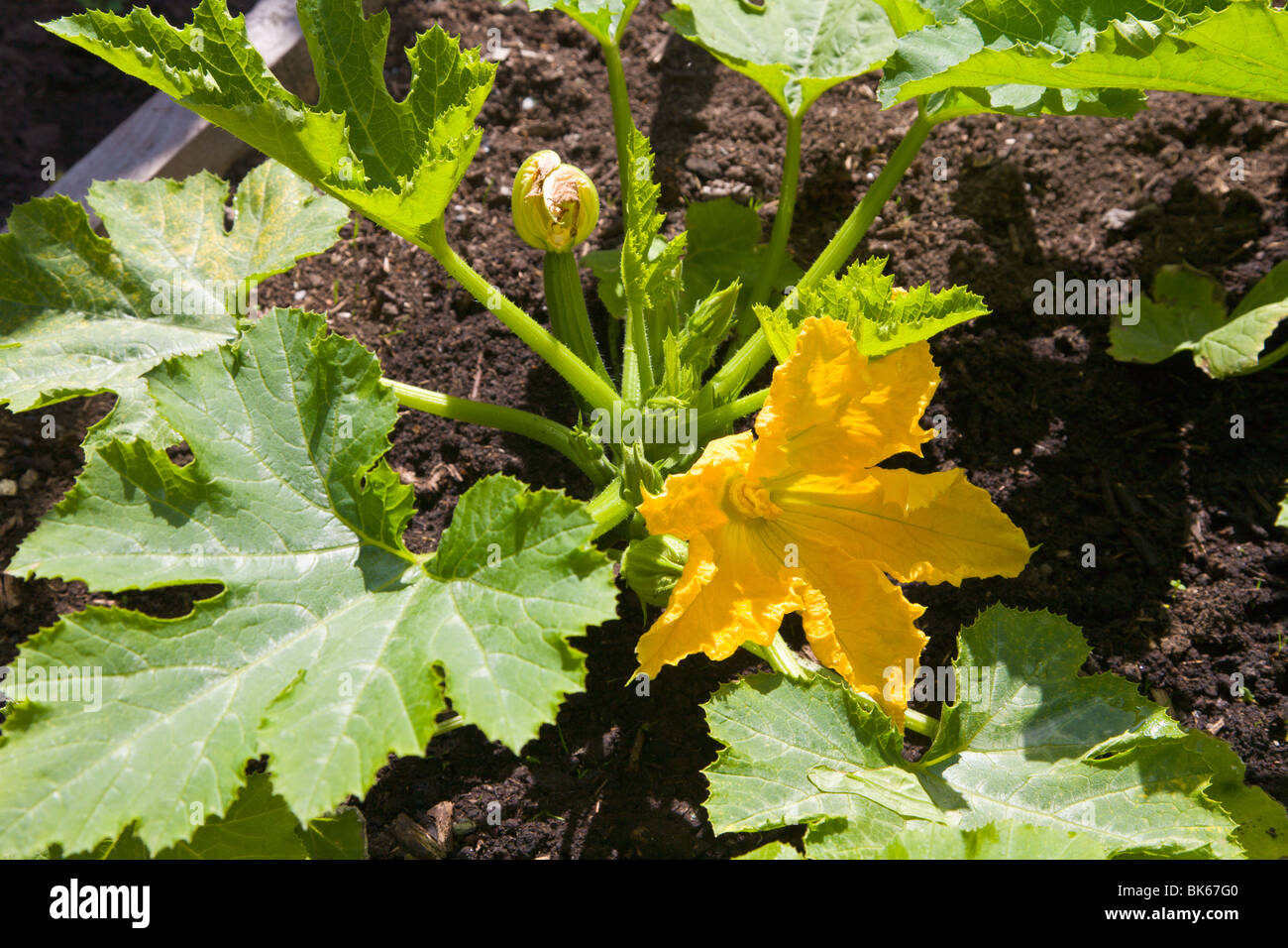Courgettes poussant dans un 'lit' soulevées, Wirral, Angleterre Banque D'Images