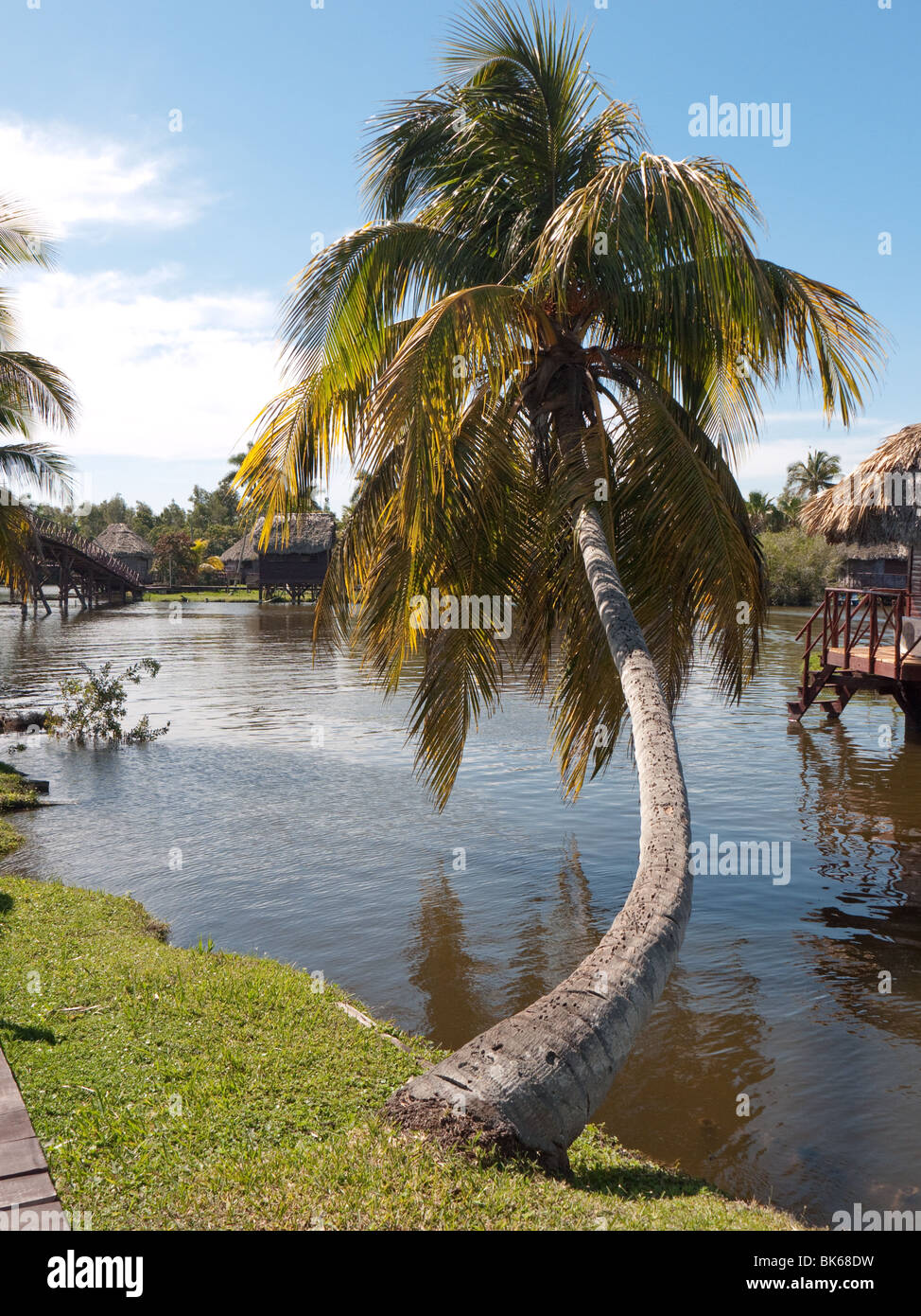 Palmiers sur Treasure Lake près de réplique du Village indien Taïno, Cuba Banque D'Images