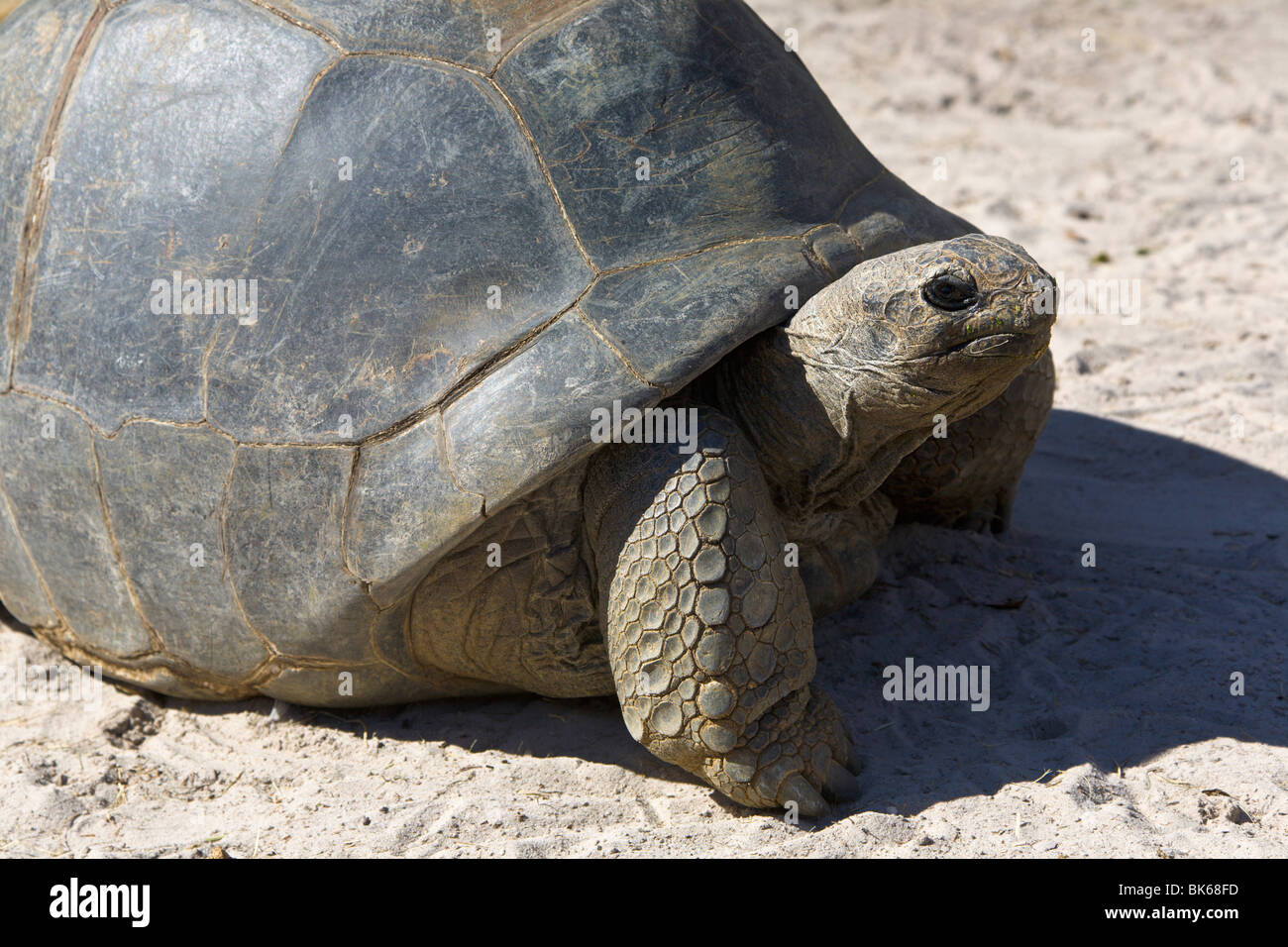 Tortue géante d'Aldabra, 'Busch Gardens', Tampa, Florida, USA Banque D'Images