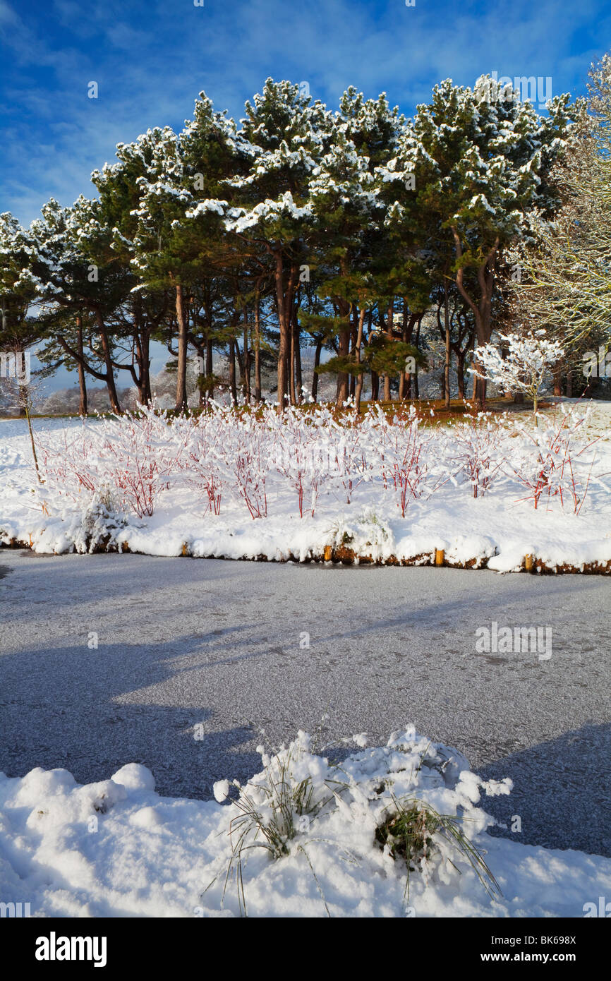 Hiver neige couverts de pins, de Sefton Park, Liverpool, Merseyside, England, UK Banque D'Images