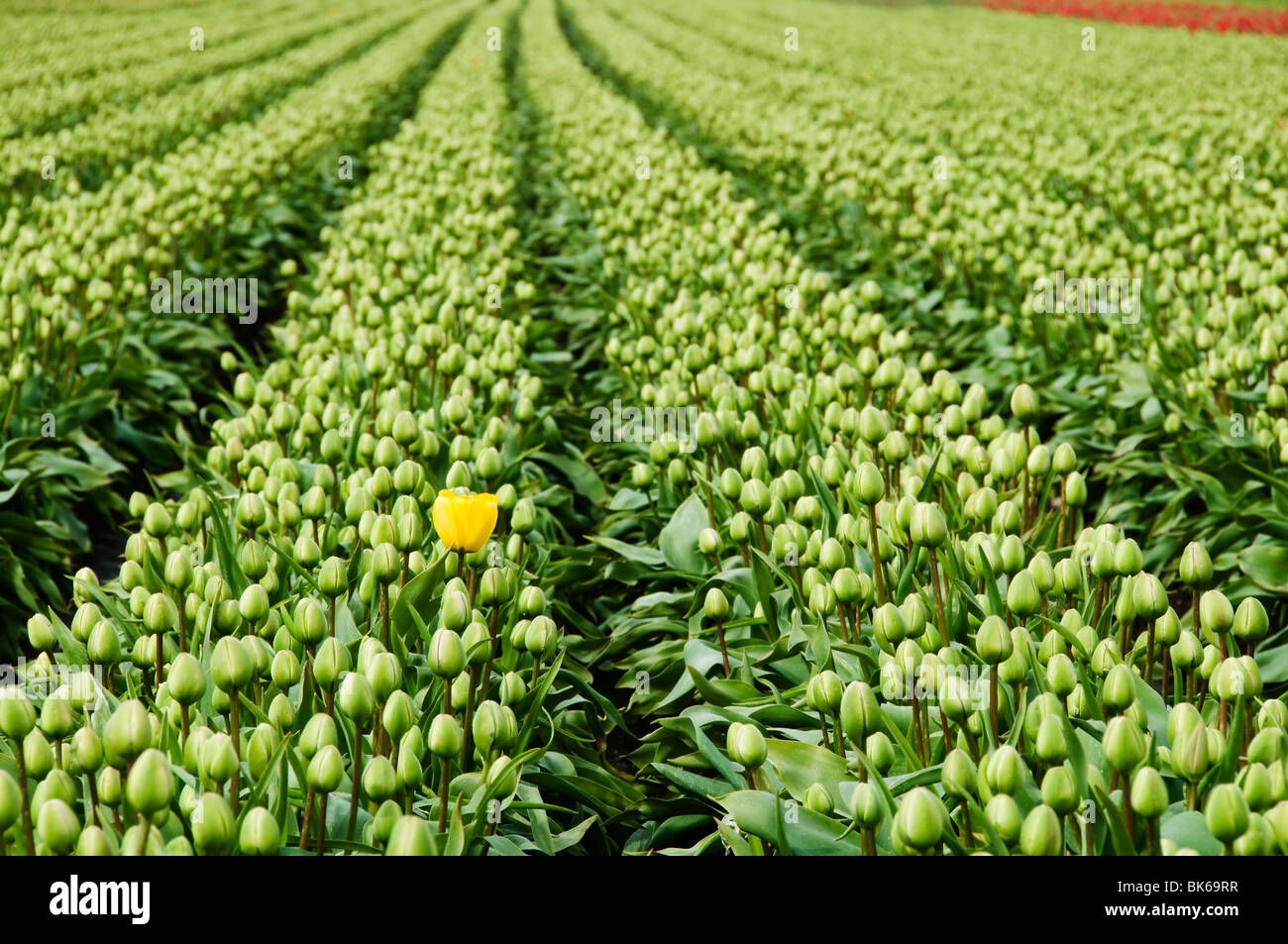 Un début de bloomer se démarque dans un champ de tulipes prête à éclater dans la fleur à bulbe DeGoede ferme à Mossyrock, WA. Banque D'Images